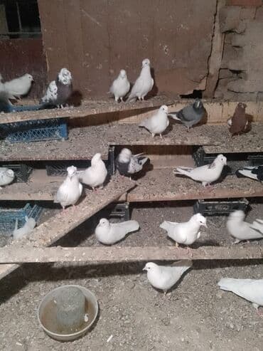 Göyərçinlər: 35 ədəd göyərçin var təcili satılır — 3