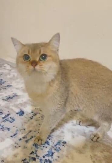 cins pişiklərin satışı: Şinşilla, Dişi — 1