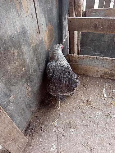 ag xoruz: Təmiz brahma Tam sağlam, hər cür vaksin olunub. Qalan bu bir cütdür — 6