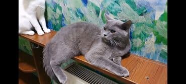 британский гладкошерстный: Британская, Самец, Самовывоз — 7