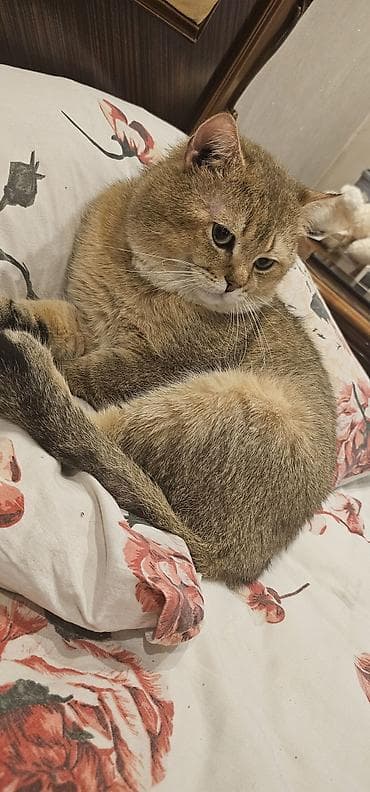 pisiklerin satisi: Britan yastı qulaq, Erkək — 6