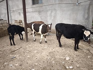 heyvan inek: Dana, buzov, Dişi, Holsteyn, Simental, ay: 1, Damazlıq, Südlük, Ünvandan götürmə, Ödənişli çatdırılma — 3