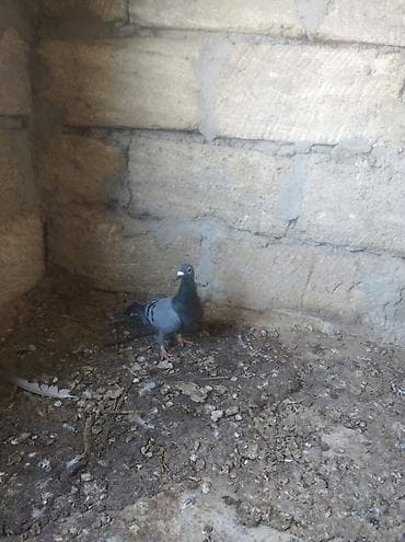 Птицы: Biri mayadı biri erkeydi,biri 10 manat — 9