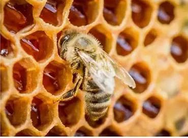 Ət məhsulları: Məhsul: Təbii Məhsullar – Astara qalibi, 100% ORQANİK assortimenti — 5