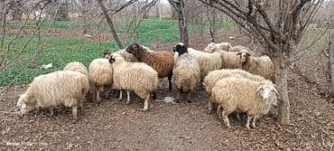 Mal-qara: Qoyun sürüsü – müxtəlif rəng və yaşlarda - Təsvir: Şəkillərdə görünən — 4