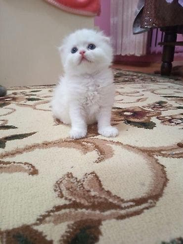 pişik daşıma: Yaxşı əllərə — 8