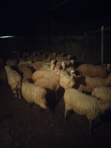 erkey quzu: 58qoyun 18 dogub 8 10 kilolug quzları var altında super 22dene togldu — 4