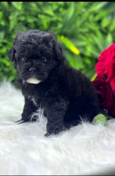 чихуахуа в добрые руки: :Qara rəngli balaca pudel balasi 45 gunlukdur evde — 5