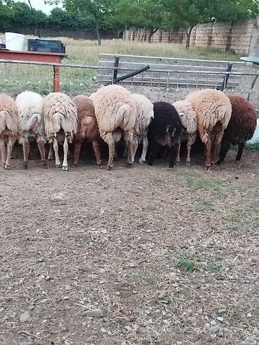 qoyun bazari: Salam qurbanlıq quzular satışa çıxıb.her cürə hər çəkidə var qiymətlər — 3
