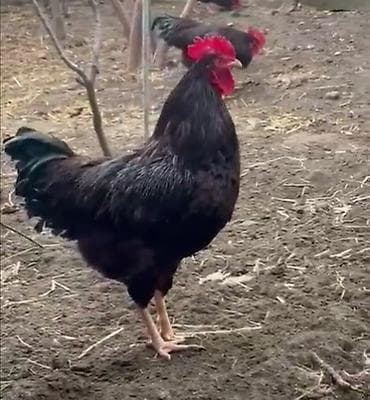 Gəmiricilər: Red island, Rod aylend, Mohagan xuruzu satılır. 6 aylıq cavan və aktiv — 1