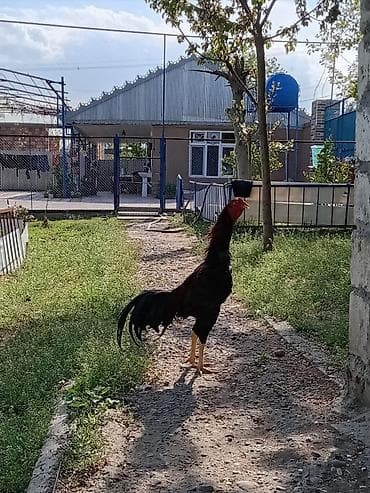 Kənd təsərrüfatı quşları: Xoruz, il: 1, Ödənişli çatdırılma — 4