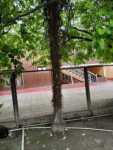 ağaç satış: Satılır: dekorativ palma ağacı (Trachycarpus tipli) Xüsusiyyətlər: - — 3