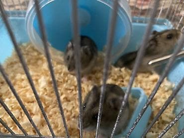 cuce ucun su qabi: Dwarf hamsterlər üçün tam dəst qəfəs(3 xamyak +qəfəs(çarx,yem qabı,su — 2