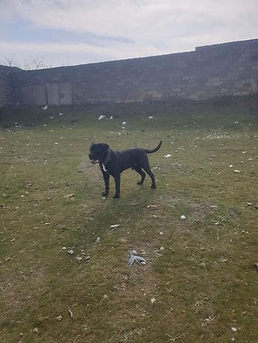 ev pişiklər: Kane-Korso, 2 il, Erkek, Cütləşmə üçün — 2