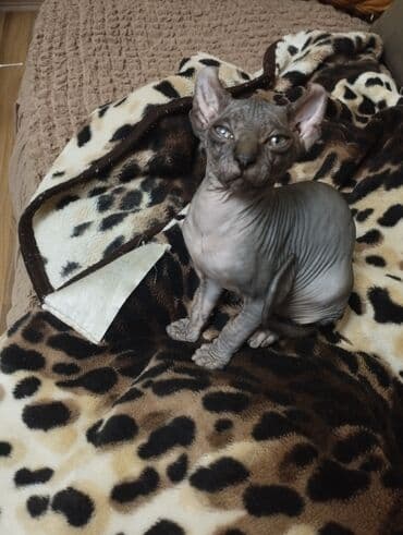 pişiklər: Sfinks, Erkək, Dişi — 17