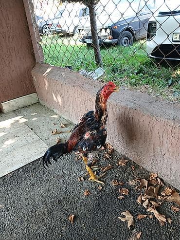 Heç bir problemi yoxdu lalafo.az -da Heç bir problemi yoxdu