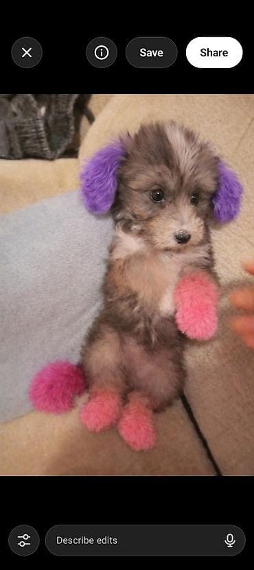 Zərif oyuncaq ölçülü şirin balaca it balası - Cins tipajı: kiçik lalafo.az -da Zərif oyuncaq ölçülü şirin balaca it balası - Cins tipajı: kiçik