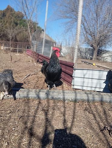 lalafo qoyun satisi: Məhsul: Qara rəngli xoruz Təsvir: Avstrolop temiz qan öz heyetimin — 4