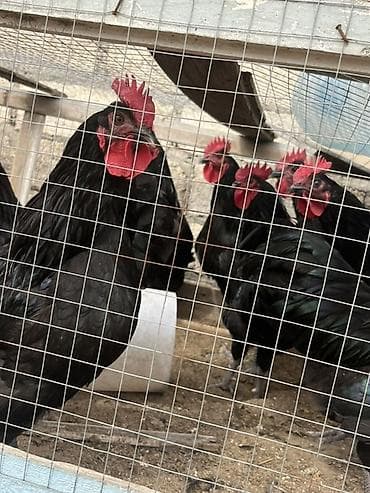 Qoyunlar, qoçlar: Qara rəngli xoruzlar – damazlıq üçün Məhsul təsviri: - Tamamilə qara — 6