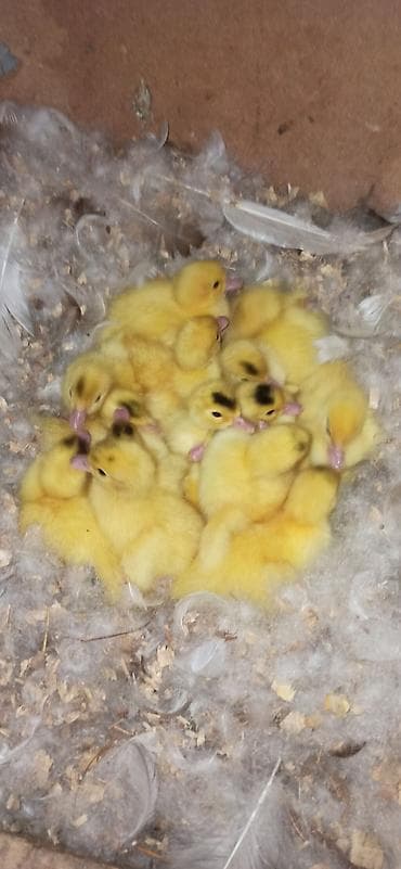 lal ordək balası satılır: Balaları satılır — 2