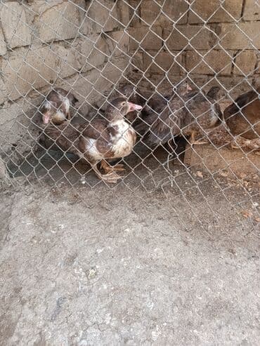 ev seraitinde cuce saxlamaq: Mullard ördəklər – təsərrüfat üçün - Növ: Mullard (muskus x Pekin — 2