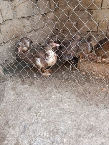 тап аз птицы: Muscovy ördəkləri (hind ördəyi) – qrup şəklində - Cins: Muscovy (hind — 2
