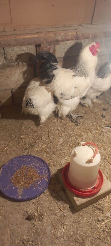 Qoyunlar, qoçlar: Toyuq, Brama, Damazlıq — 1