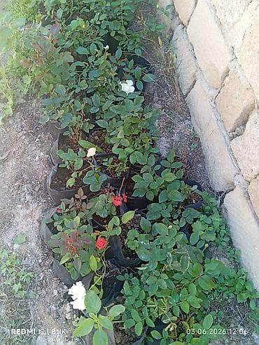 ev bitkisi: Məhsul: Qızılgül və muskat (geranium) dekorativ güllər – saksı — 10
