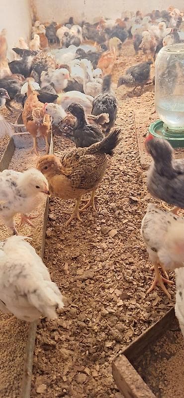 bala it sekilleri: Toyuq cücələri, Damazlıq — 2