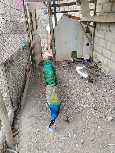 Tovuz quşlari saglam heyvanlardir boyukler 4 illikdir cutu. 550 azn