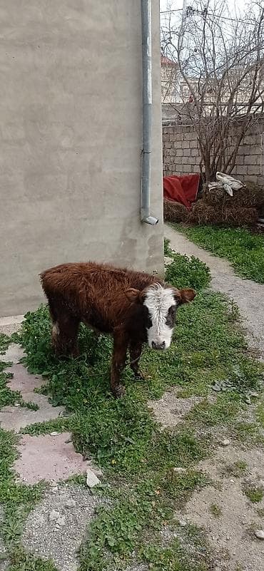 buzov satışı: Satılır: balaca dana - Cins: qarışıq (qəhvəyi bədən, ağ-al rəngli — 10