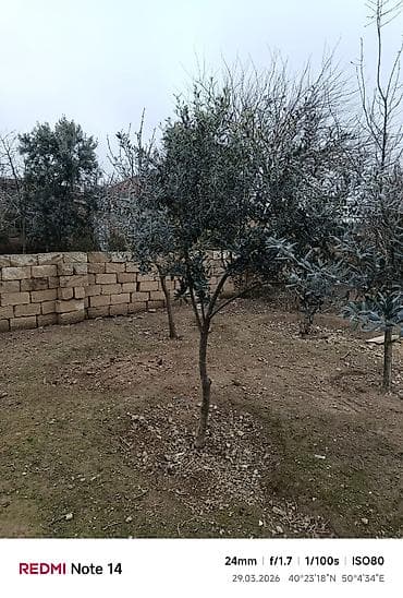 suni ağac: Zeytun ağacları. - Şəkillərdə göründüyü kimi, müxtəlif hündürlük və — 1