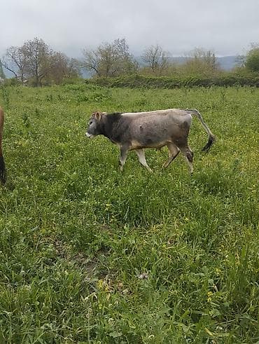 heyrati xoruz satilir: Satılır: Qaramal (2 baş) - 1 baş qırmızı rəngli inək – otlaqda — 3