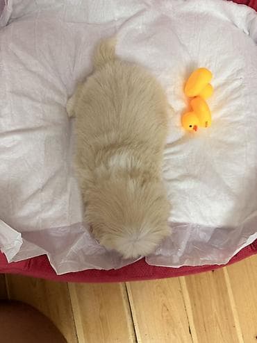 heyvanlar atlar: Pekines, 1 ay, Erkək — 2