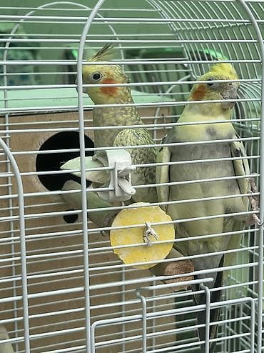 Tutuquşları: Hazır cüt tam sağlam korellalar, birdəfə bala alınıb, indi yuva — 1