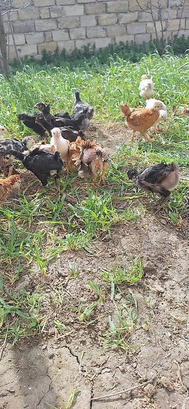 Kənd təsərrüfatı quşları: Toyuq cücələri, Damazlıq, Pulsuz çatdırılma — 8