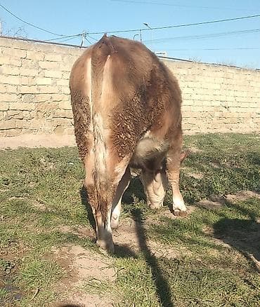 smental dana: Dana, buzov, Dişi, Simental, ay: 11, 300 kq, Damazlıq, Südlük, Ətlik, Ünvandan götürmə — 2