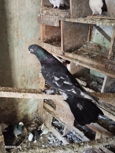 lələkli heyvanlar: Qara əbrəş qizğin erkekdir 17 tük.Uzun hündür vidli — 1