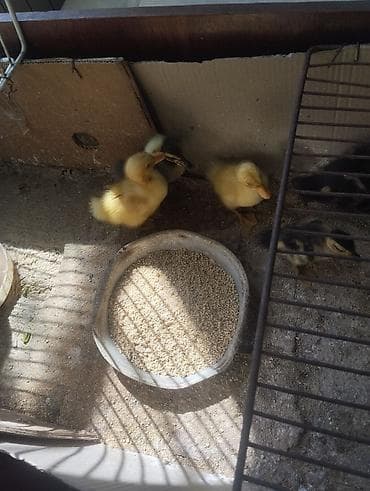 lal ördek balasi: Pekin qışqıran qarışıq ördək balaları.biri 2.50. hamsini goturene — 2