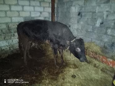 quzu satılır: Satılır: Qara rəngli buzov - Növ: Mal-qara, buzov - Rəng: Tam qara - — 2