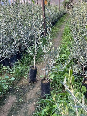 meyve agaci: Məhsul: Zeytun ağacı tingləri Təsvir: - Fidanlıqda yetişdirilmiş — 5