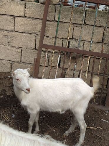 Inəklər, öküzlər: Keçilər dəsti satılır – ümumi 6 baş • 1 baş hələpnən × sanen dönməsi — 11