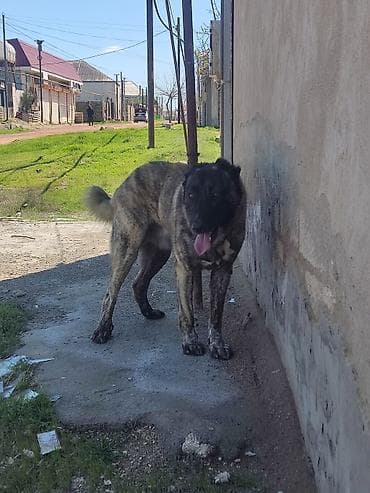 erkek it adlari: Erkek — 4