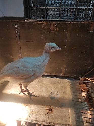 Другие с/х животные: 1 aylıq Amerikan bronz Hinduşka satılır 15 ədəddi 1 ədədi 10 azn — 3