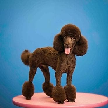 xamilyon heyvan: Pudel, 6 ay, Dişi — 7