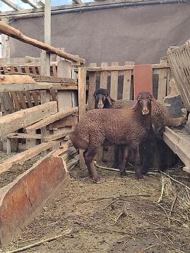 it adlari erkek: Qala Erkey quzusu tam sağlam 70 günlükdü qoçluğa yarıyır — 4
