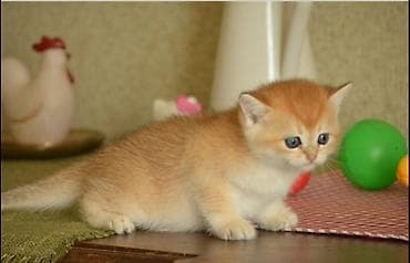 Balıqlar: Qızıl şinşilla, Erkək, Dişi — 3