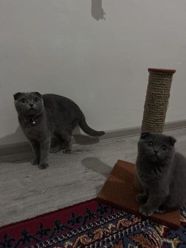 şotland pişik: Şotland yastı qulaq — 5