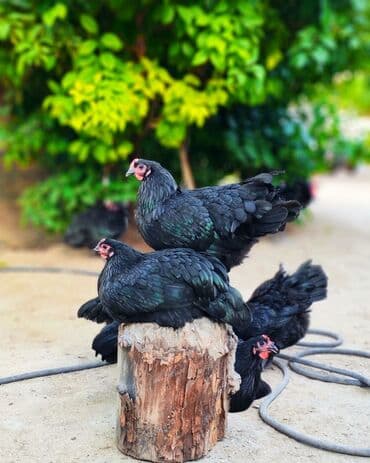 1 ayliq cuce satisi: Avstrolop cinsi cucesi 2.50 1 ayliq 6 manat temiz cins olmagina — 4