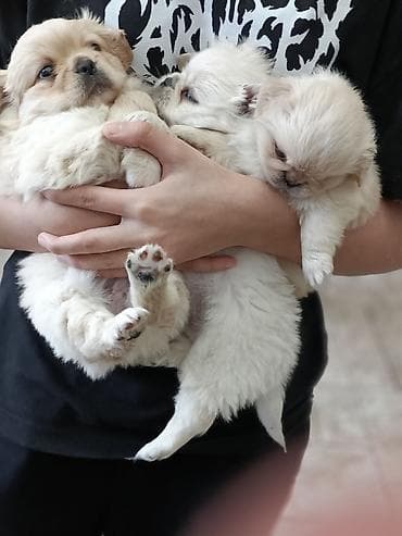 Pekines, Erkek, Ünvandan götürmə — 3